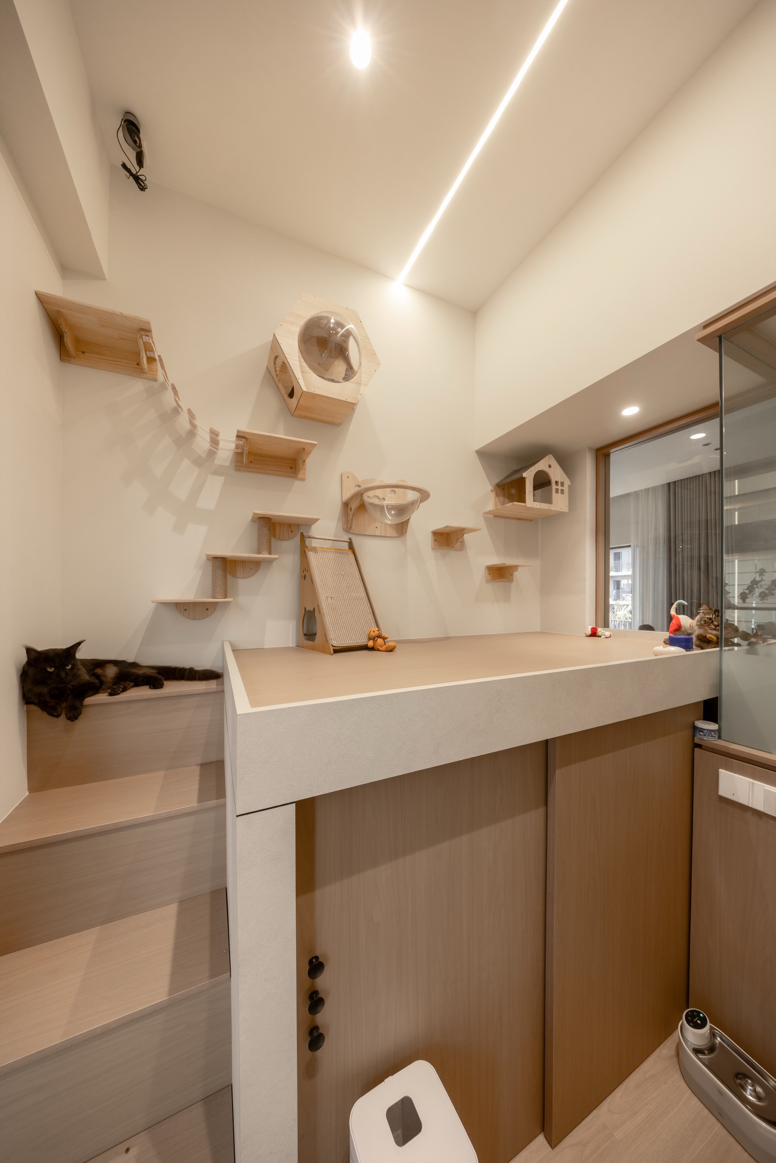 Custom cat room with wall-mounted steps and hideouts